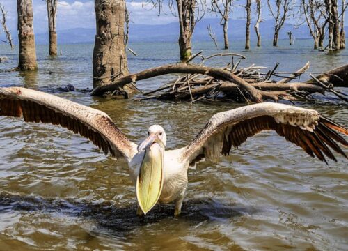 5-Day Classic Kenya Safari -Mara-Naivasha-Hells Gate