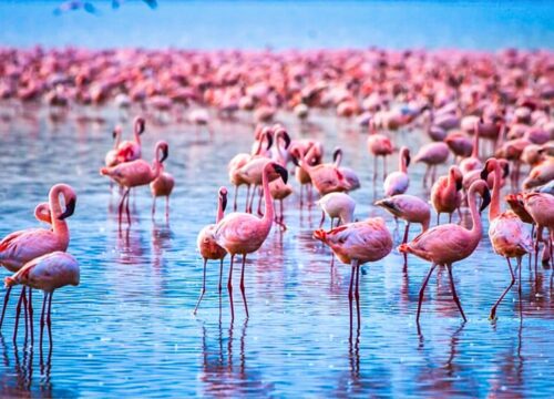 4-Day Masai Mara and Nakuru – Budget Tour