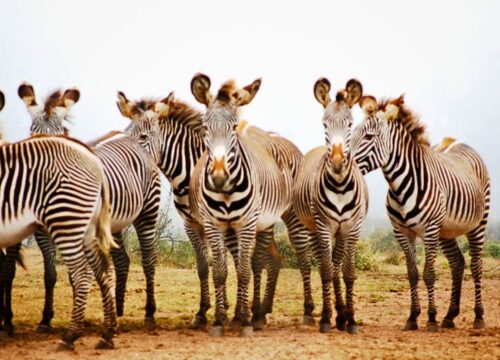 4-Day Northern Circuit & Lakes Safari