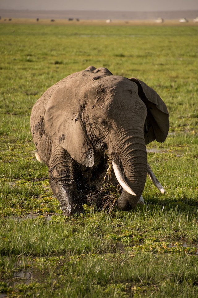 Amboseli National Park