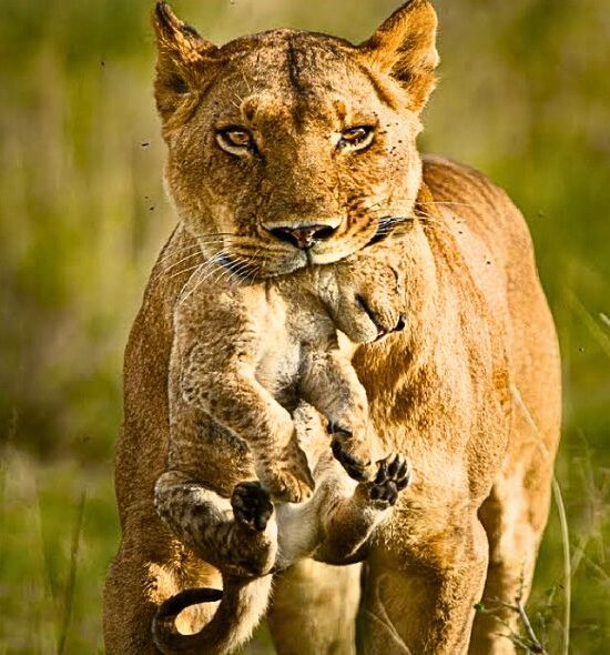 Lioness with Cub